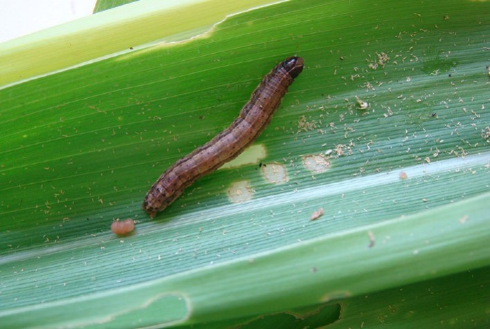 Tecnologia com inteligência artificial auxilia no combate à lagarta-do-cartucho no milho