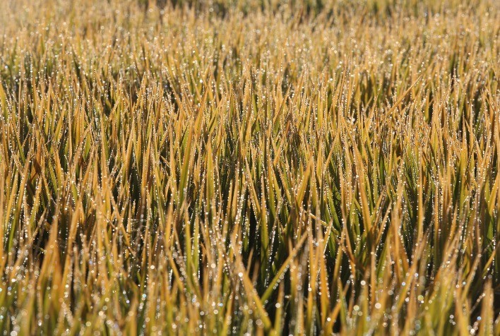 Federarroz e Farsul debatem desafios e perspectivas da safra de arroz 2025/2026