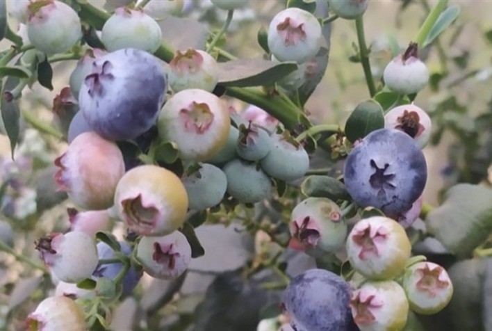 Epagri incentiva cultivo de mirtilo na Serra Catarinense e fortalece renda de pequenos produtores