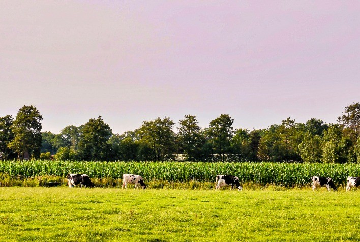 Justiça de Goiás permite prorrogação de dívida rural mesmo sem resposta do banco
