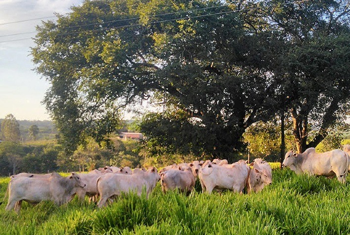 Carrapatos e verminoses: prevenção e vacinas fortalecem produtividade na pecuária