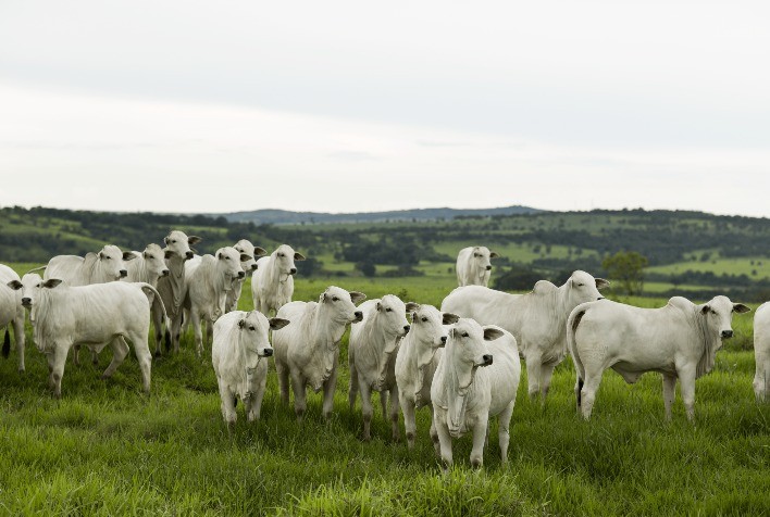 IATF se destaca como estratégia para eficiência e produtividade na estação de monta 2025/2026