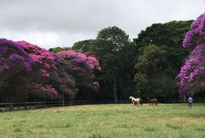 RFI Arabians realiza “Dia de Campo” para novos criadores de Cavalo Árabe em Itapetininga