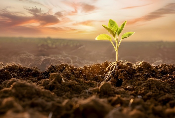 Safra 2025/26: Manejo Integrado Promove Uso Mais Eficiente do Fósforo na Agricultura