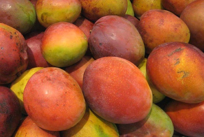 Manga em São Paulo: Chuvas Recentes Favorecem Pegamento dos Frutos