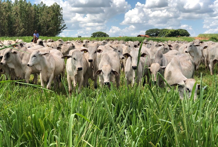 Oferta maior de animais pressiona preços do boi gordo em setembro, aponta Cepea