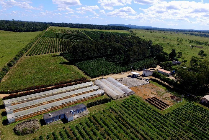 Bahia Investe em Fertilizante Natural para Impulsionar a Cafeicultura