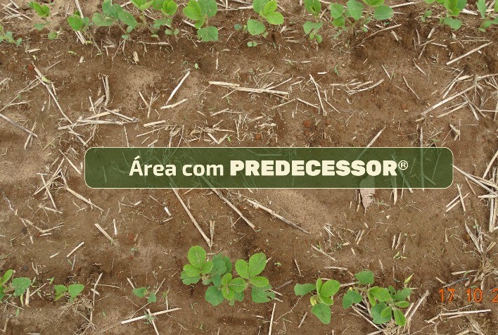 Manejo antecipado de plantas daninhas é essencial para safra de soja 2025/26, destaca especialista