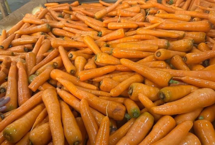 Cenouras híbridas impulsionam produtividade e rentabilidade no Brasil