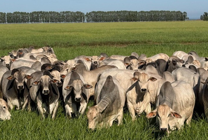 CV Nelore Mocho realiza 86º leilão com 200 touros de alta genética