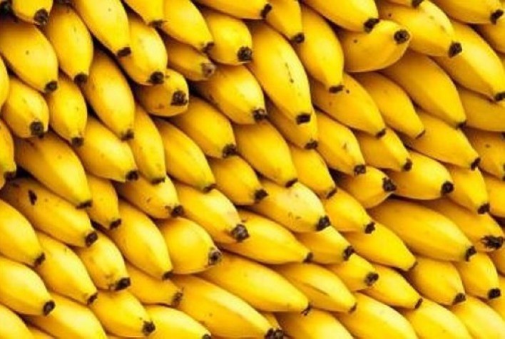 Setor produtivo alerta para riscos da importação de banana do Equador e cobra rigor fitossanitário