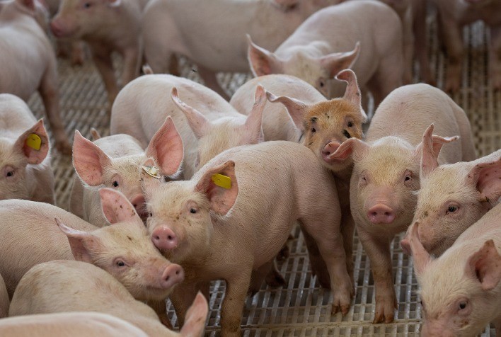 Canibalismo em suínos gera perdas na produção e preocupa setor