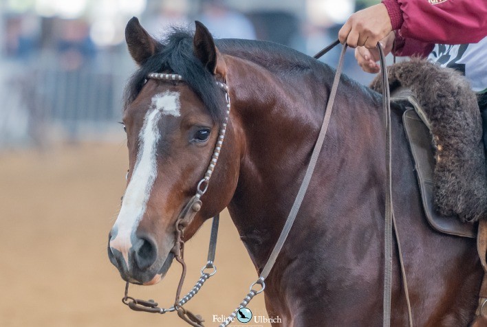 Exposições Passaportes movimentam finais de semana em Lages e Alegrete
