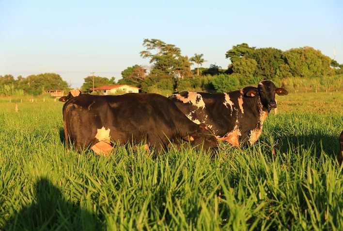 Congresso Internacional de Girolando destacará ganhos de produtores com uso de touros da raça