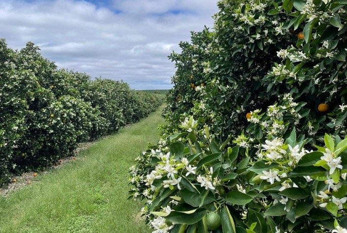 Chuva favorece florada de citros, mas volume insuficiente preocupa produtores