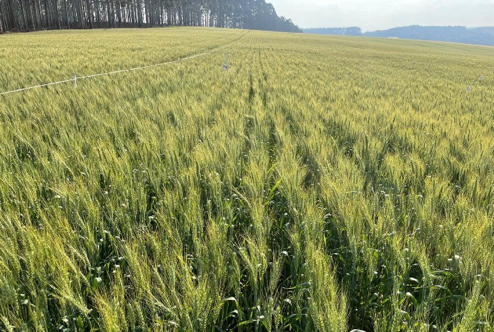Safra de trigo do Rio Grande do Sul mantém alto potencial produtivo em 2025, aponta Emater