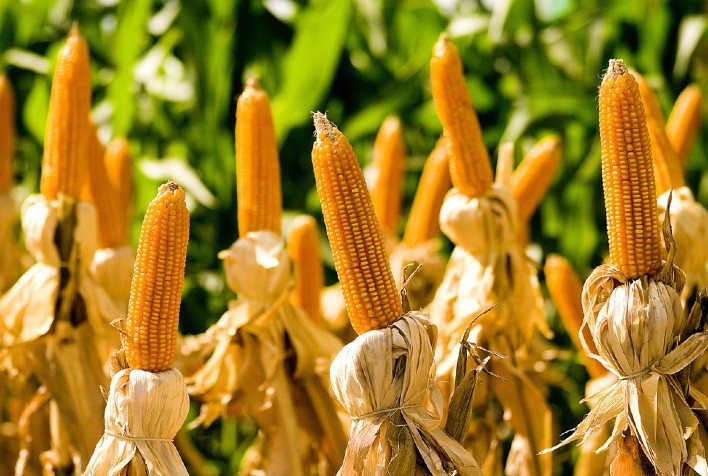 Safrinha de milho em Rio Verde (GO) registra rendimento médio de 9.240 kg/ha