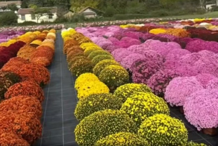 Propriedade de SP exporta milhões de mudas de flores para mais de 30 países