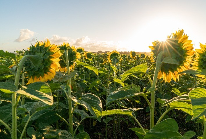 Girassol cresce no Brasil e mostra potencial econômico e sustentável