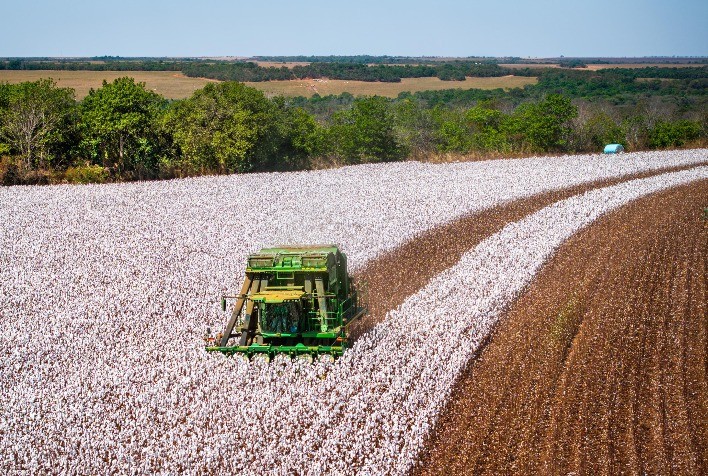 Brasil celebra o Dia Mundial do Algodão como líder global em exportação e referência em sustentabilidade