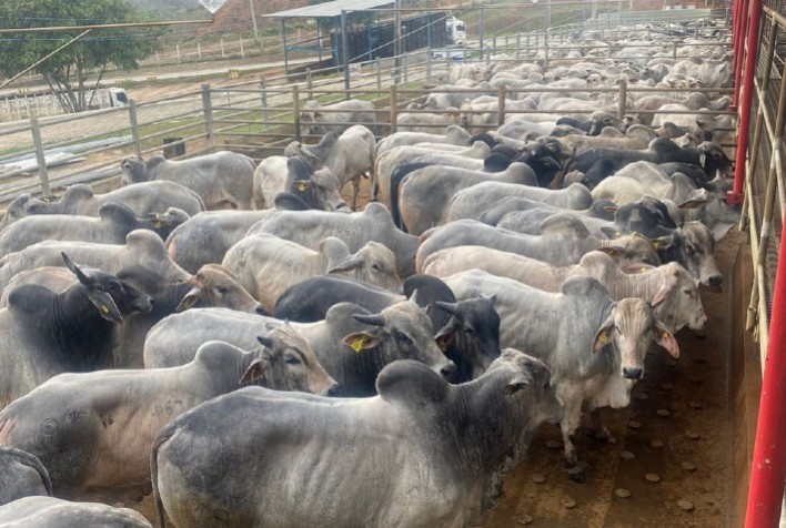 Circuito Nelore de Qualidade 2025 em Nanuque (MG) destaca excelência genética e uniformidade das carcaças