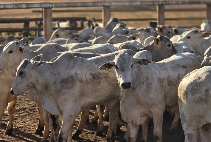 Pecuária de Mato Grosso se destaca com arroba valorizada e liderança em exportações