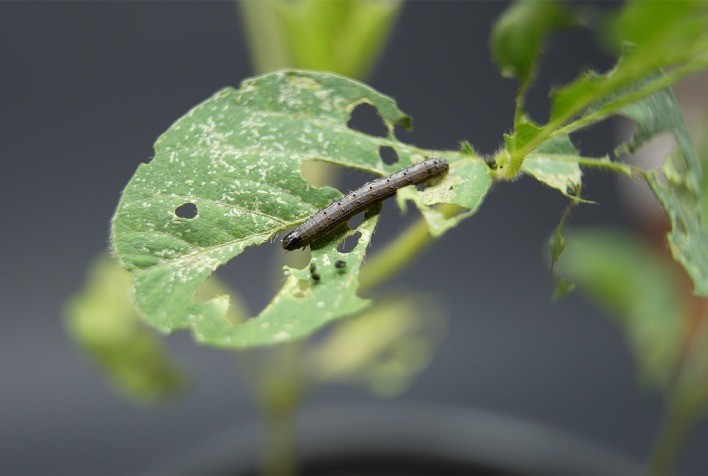 Controle de lagartas é prioridade para manter produtividade da safra de soja 2025/2026