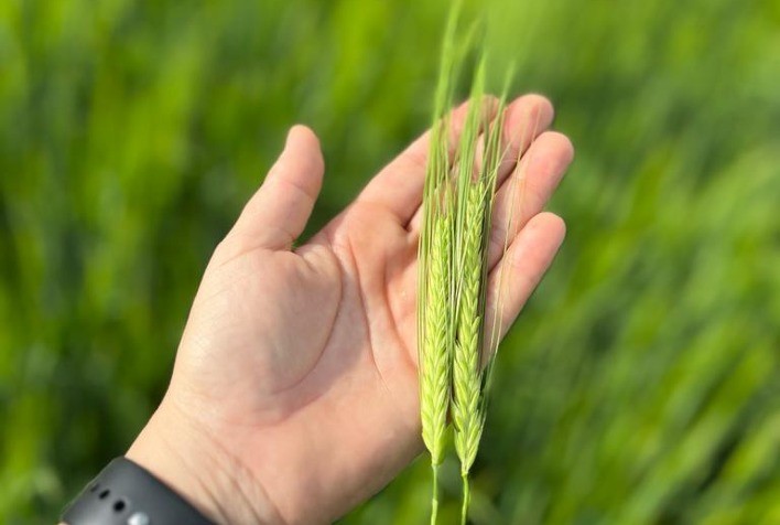 Trigo: potássio, cálcio, boro e enxofre são essenciais para produtividade e qualidade do grão