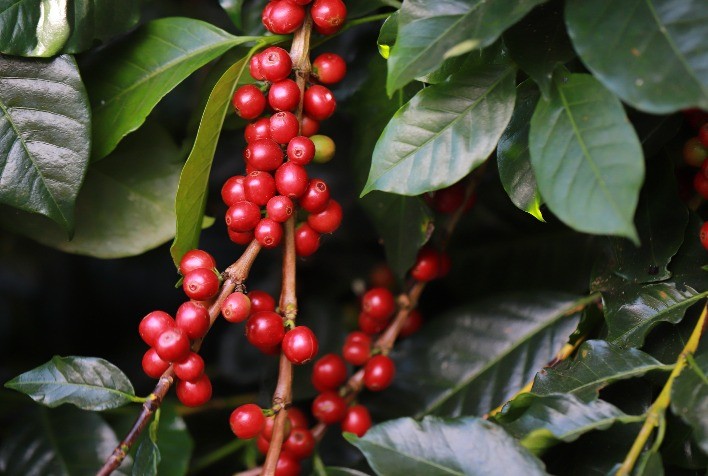 Safra de café 2025/26 entra em fase crítica de florada: cuidados garantem produtividade e qualidade