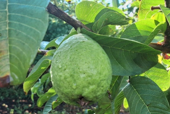 Cultivo de goiaba fortalece sucessão familiar e desenvolvimento agroecológico no Centro de Minas Gerais