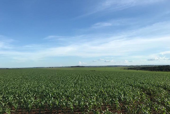 Plantio de milho verão 2025/26 atinge 84% no Paraná; colheita do trigo avança com boa produtividade, aponta Deral