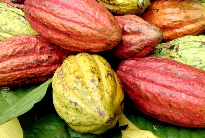 Cacau registra queda de 10% e Hedgepoint projeta tendências para novo ciclo