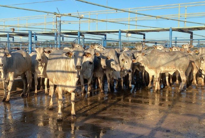 Circuito Nelore de Qualidade 2025: Vilhena recebe etapa com resultados de destaque