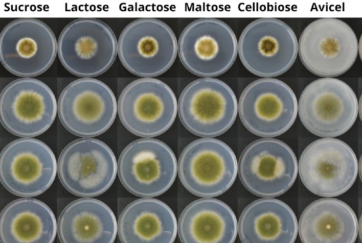 Fungos ganham espaço como fonte de proteína sustentável e alternativa à carne