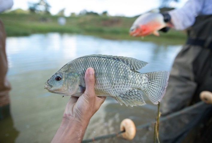Profissionalização da aquicultura no Paraná impulsiona demanda por soluções nutricionais avançadas