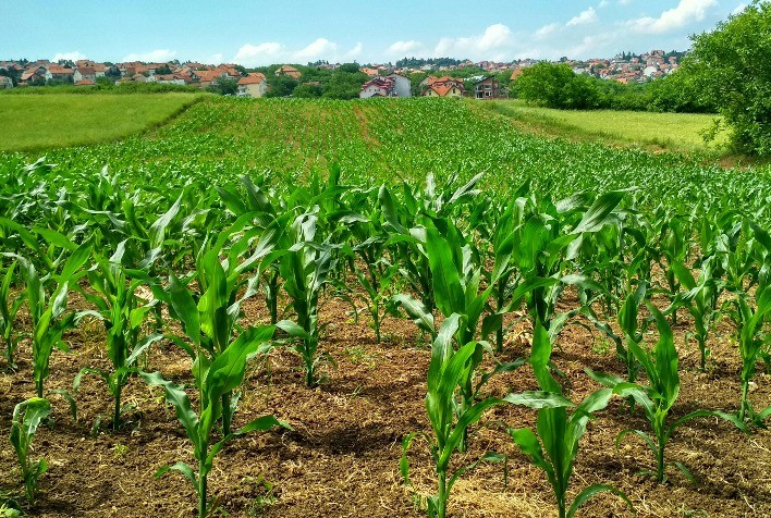 Milho se consolida como protagonista do agronegócio brasileiro com produtividade recorde
