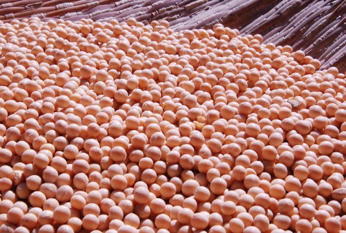 Safra 2025/26 de soja enfrenta custos elevados, queda de preços e clima incerto