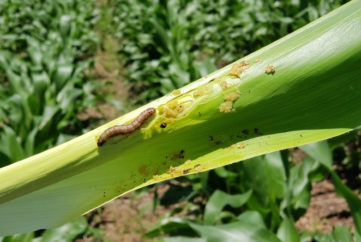 AgBiTech lidera mercado de bioinseticidas para lagartas do milho na segunda safra 2025