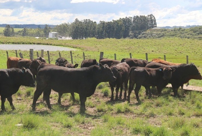 Prova de Eficiência Alimentar Angus é realizada pela primeira vez com animais jovens