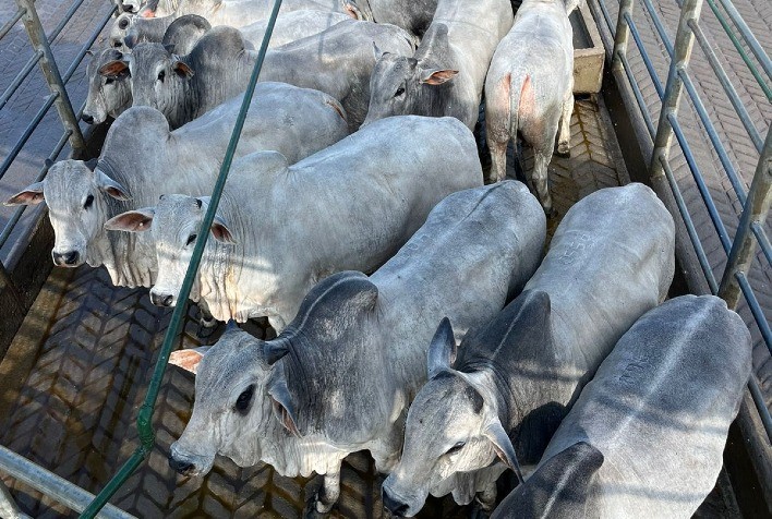 Circuito Nelore de Qualidade avalia 600 animais em Canhotinho (PE) e premia melhores lotes de carcaças