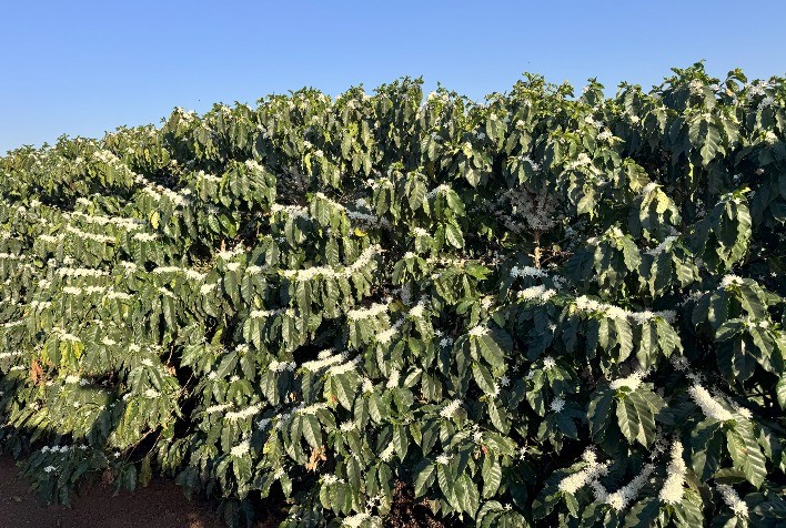 Florada intensa na Alta Mogiana acende expectativas para safra de café 2026