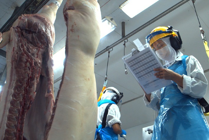 Exportações de carne suína do Brasil batem recorde histórico em setembro