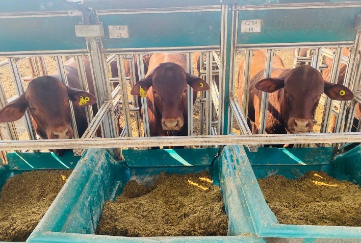 Santa Gertrudis supera meta de ganho diário em fase intermediária da Prova de Eficiência Alimentar
