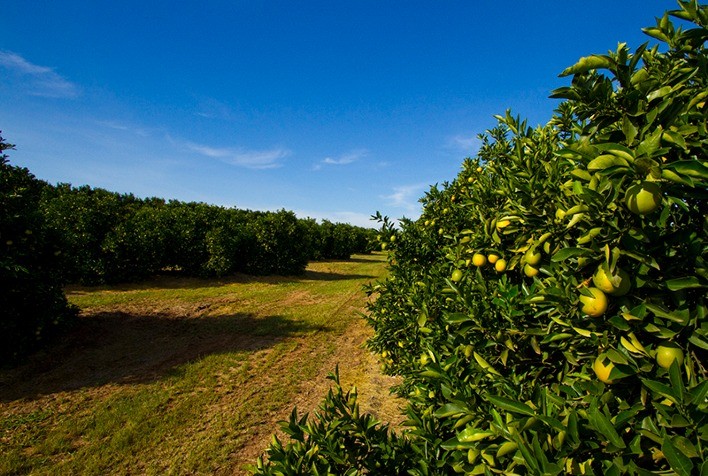 Produção de citros em Minas Gerais cresce 17,2% e consolida avanço da fruticultura no estado