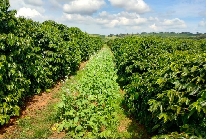 Planejamento e gestão são essenciais para garantir rentabilidade na safra 2025/26, alerta Emater-MG