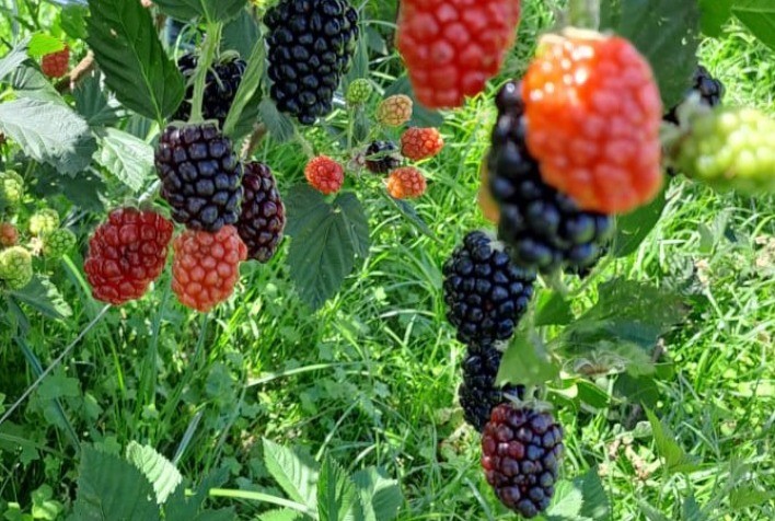 Paraná amplia exportações de proteínas animais e registra avanço na produção de amoras, aponta Deral