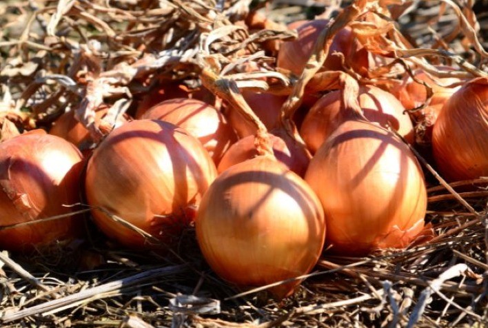 Safra 2025/26: Produção de cebola em Santa Catarina deve crescer 6,9% com clima favorável e avanço tecnológico