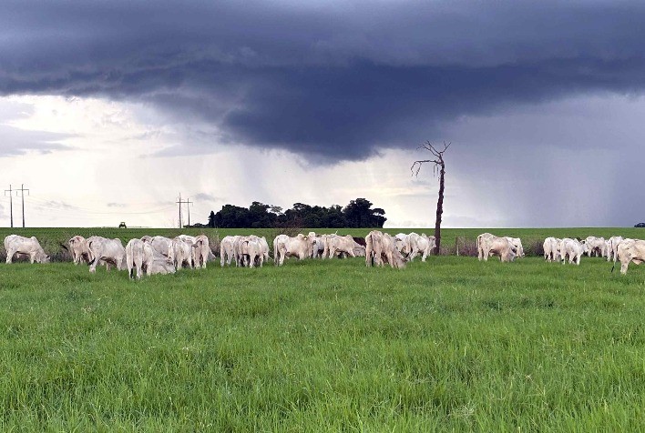 Recuperação de pastagens degradadas é chave para aumentar produtividade agrícola e sustentabilidade