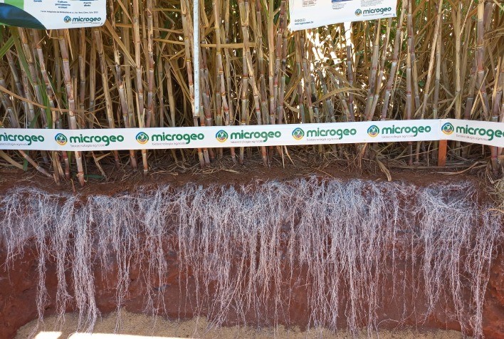 Produtor de cana dobra produtividade com manejo do solo e biotecnologia Microgeo®