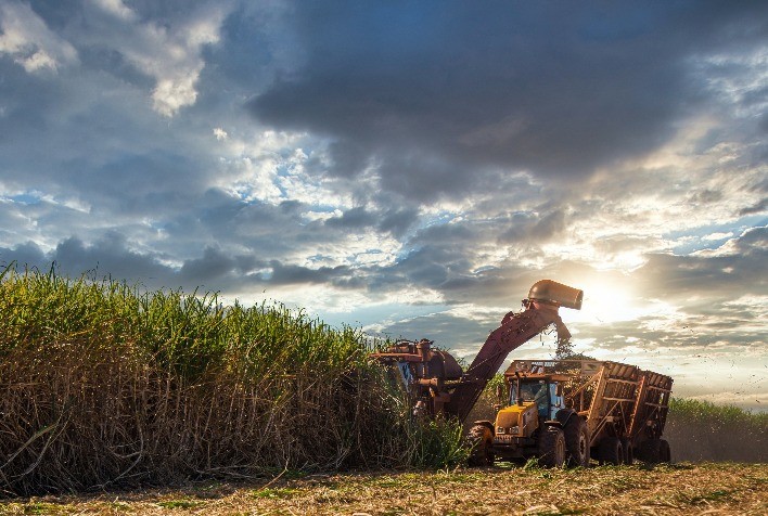 Manejo Pós-Colheita é Essencial para Nutrição e Recuperação dos Canaviais no Brasil